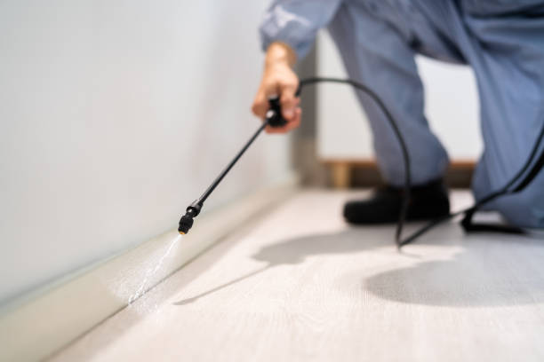 Licensed Wasp Removal service in Hillsboro, KS - Show Me Pest Control